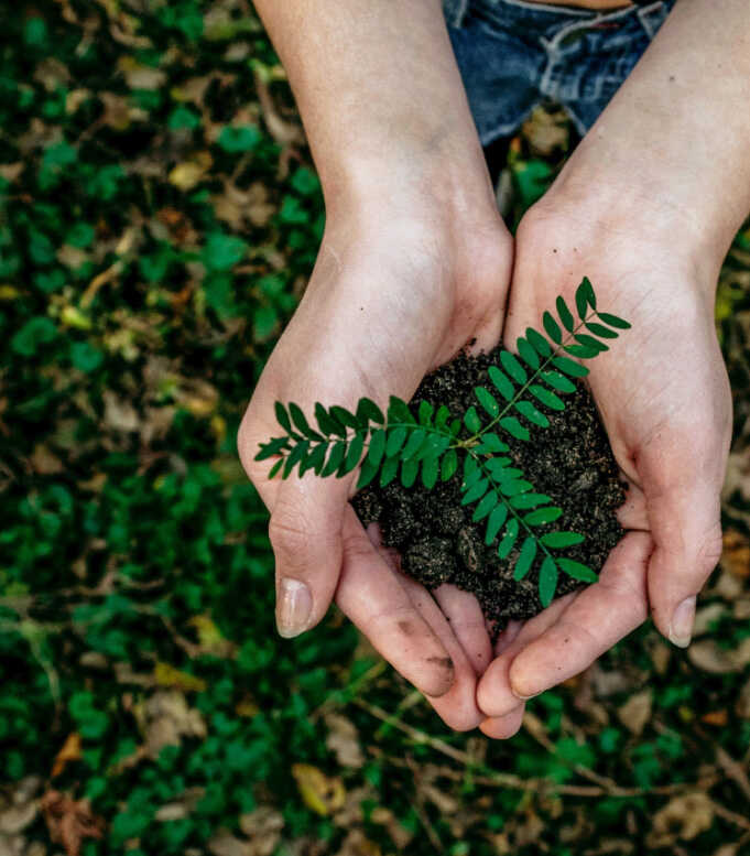 An eco friendly farmer holds a seedling in his hands. เกษตรกรในวิถีเป็นมิตรกับสิ่งแวดล้อมถือต้นกล้าในมือ