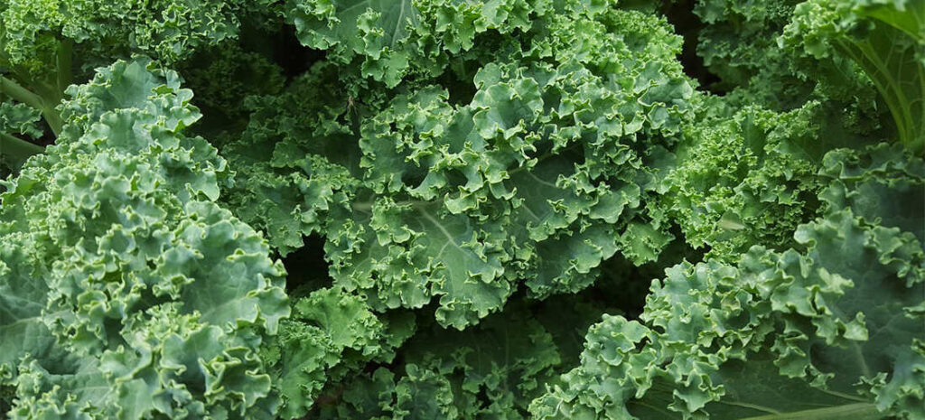 a pile of fresh organic kale กองผักเคลออร์แกนิคสด