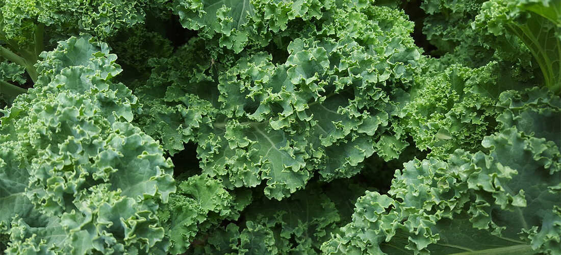 a pile of fresh organic kale กองผักเคลออร์แกนิคสด