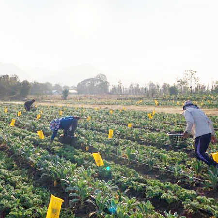 Farmers are harvesting organic kale on a farm in Mae Tha, Chiang Mai. เกษตรกรกำลังเก็บเกี่ยวผักเคลออร์แกนิคในฟาร์ม ในต.แม่ทา จ.เชียงใหม่