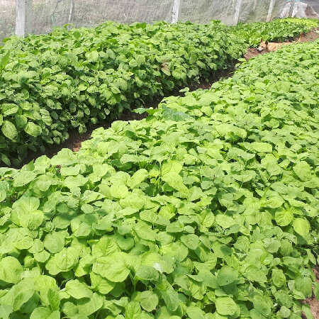 organic spinach farm in Mae Tha, Chiangmai ผักโขมในฟาร์มออร์แกนิคในต. แม่ทา จ.เชียงใหม่