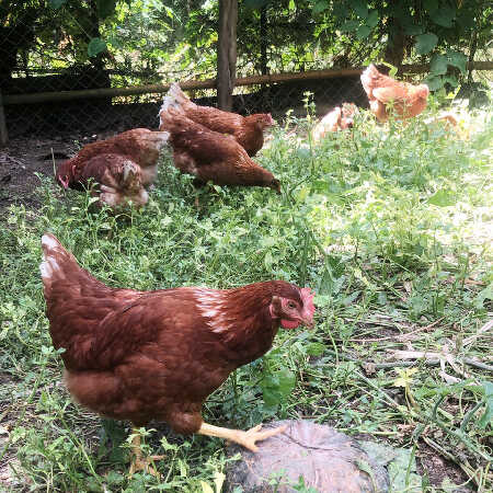 Free-range chicken searching for food in organic farm ไก่ไข่เลี้ยงแบบปล่อยอิสระกำลังหาอาหารในฟาร์มออร์แกนิค