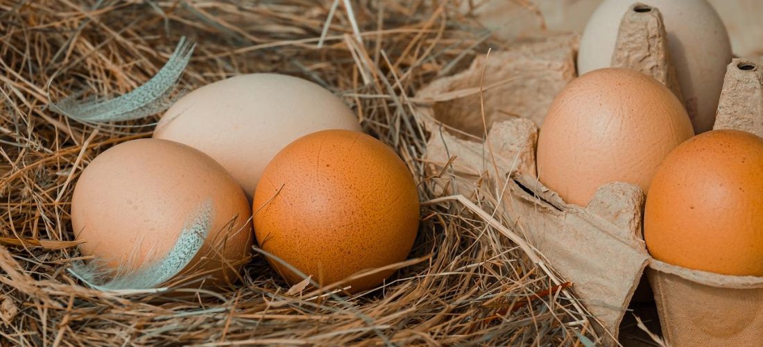 fresh organic eggs were placed on straws and in paper egg trays ไข่ไก่บนกองฟางและไข่ไก่ในถาดไข่