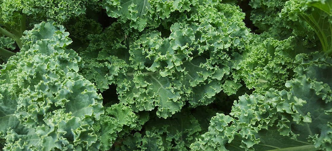 a pile of fresh organic kale กองผักเคลออร์แกนิคสด